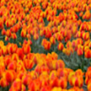 Meet your Posher, Twyla